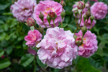 Pink Damask Roses (Rosa × damascena) Blossoming in Garden