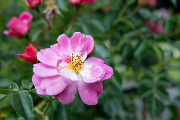 Pink Wild Rose (Rosa canina) Flower in Summer Garden