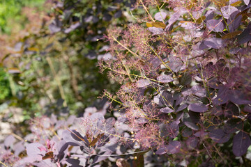 Smoke Bush (Cotinus coggygria) with Purple Leaves in Summer Garden
