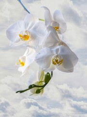 Phalaenopsis orchid Aphrodite against the autumn sky