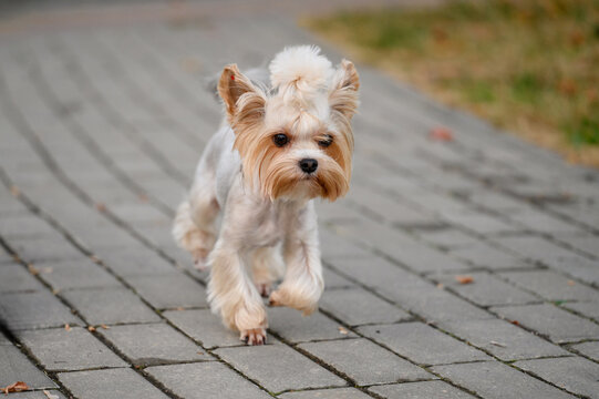 Lonely Yorkshire Terrier runs along sidewalk looking for its owner. Cute pet, lost pets, dog walking