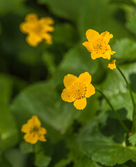 Populage des marais printanière à Cuisiat, Ain, France