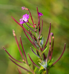 Épilobe à petites fleurs printanier à Courmangoux, Ain, France