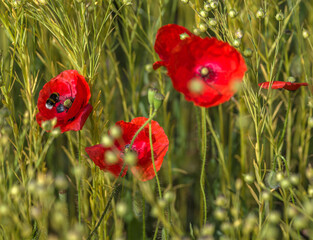 Coquelicots printaniers parmi les plants de lin à Dolus-d'Oléron, Charente-Maritime, France