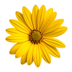 Obraz premium Close-up of a bright yellow flower with many petals and a dark center, isolated on black
