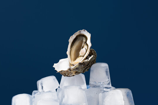 Fresh oysters on ice with a blue background