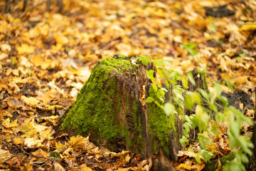Old tree stump covered with moss in the forest