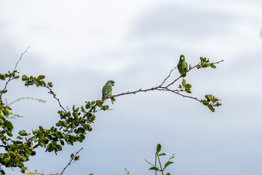 Parakeets perched on a branch in the Tatacoa Desert