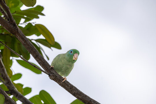 Parrot perching in the Tatacoa Desert landscape