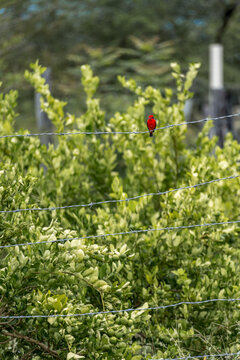 Red bird perched on wire in Tatacoa Desert landscape