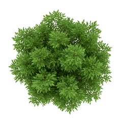 Fototapeta premium green grass isolated