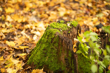 Obraz premium Old tree stump covered with moss in the forest