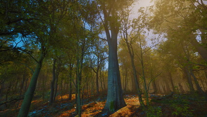 Obraz premium Golden rays of sunlight pierce the lush green canopy, illuminating a tranquil forest scene. The morning mist adds a mystical touch, creating a peaceful atmosphere for nature lovers.