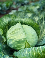 Young cabbage grows in the garden. Harvest organic cabbage	