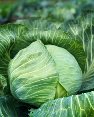 Young cabbage grows in the garden. Harvest organic cabbage	