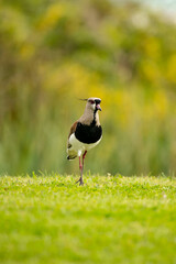 grey heron on the grass