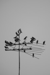 birds on a wire