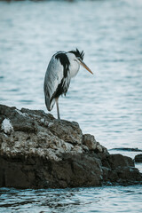 great blue heron