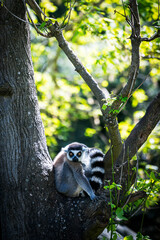 lemur on tree