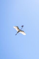 white stork in flight