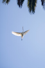 bird in flight