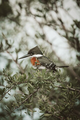 red winged blackbird