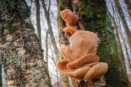 A&nbsp;winter&nbsp;HDR&nbsp;image&nbsp;of&nbsp;Oyster Mushroom, Pleurotus ostreatus, growing on a Silver Birch Tree, Betula pendula in Scottish woodland.