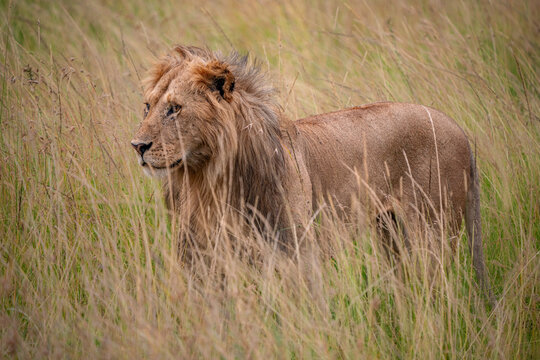 Savanna monarch