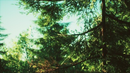 Fototapeta premium Sunlight filters through lush green treetops, creating a peaceful atmosphere. Branches dance softly in the breeze, inviting a sense of calm and connection with nature.