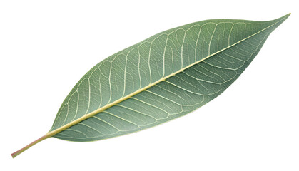 Obraz premium Single long eucalyptus leaf with matte green surface and visible veins, isolated transparent background, soft natural daylight.