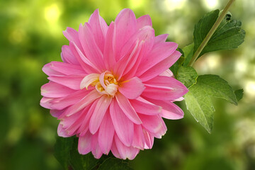 Dahlia rose sur fond de feuillage flou