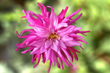 dahlia mauve sur fond de bokeh