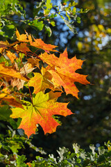 Der Herbst kommt kraftvoll in schönsten leuchtenden Farben daher, im Park sind Laub und Ahorn Bäume