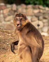 Surprised monkey looks at the camera