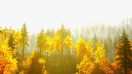 Fototapeta premium Golden leaves shimmer under warm sunlight in a serene forest. Tall trees stand majestically, creating a peaceful atmosphere as nature transitions into autumns embrace.