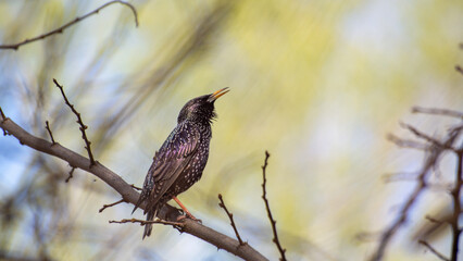 singing blackbird on a branch