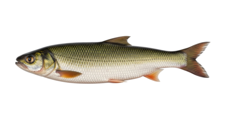 Isolated Asp fish freshwater river animal with olive green and silver scales in full length view