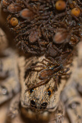 close up of a spider