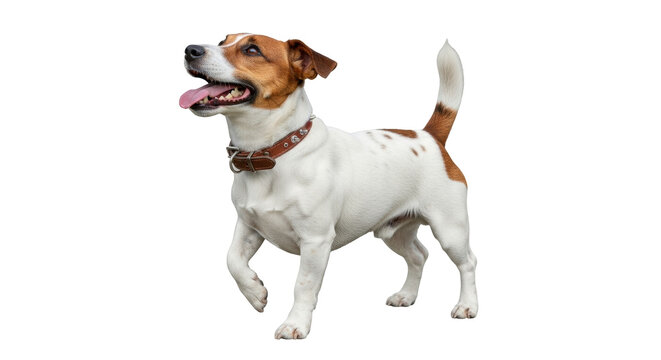 Isolated Jack Russell Terrier dog with brown collar walks with tongue out, looking happy