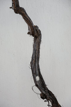 Close up of a twisted vine against a white wall
