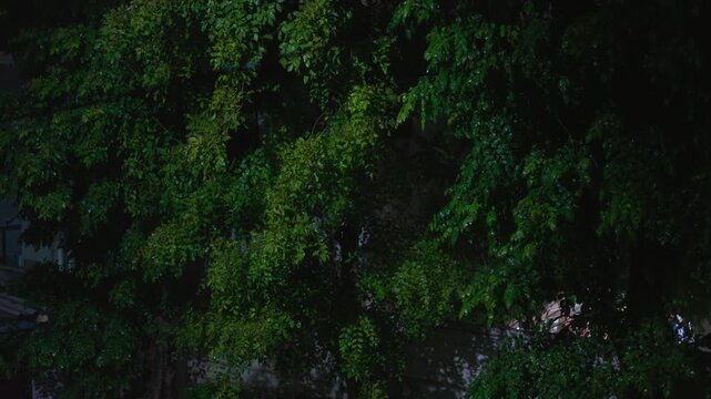 Night rainy on gren tree tropical forest nature science weather