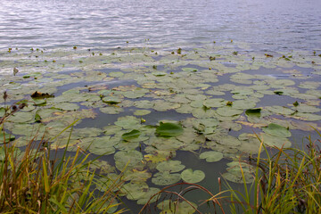 Water lily leaves on the surface of the water. Horizontal shot.