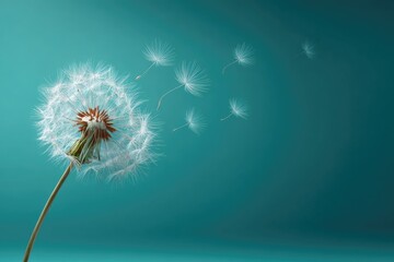 Close-up view of a fluffy dandelion seed head with seeds blowing away against a teal backdrop