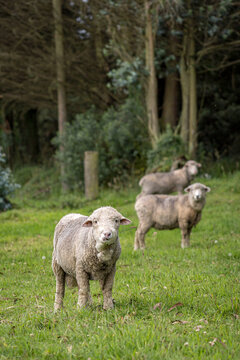 Sheep grazing in ecuadorian landscape near cotopaxi