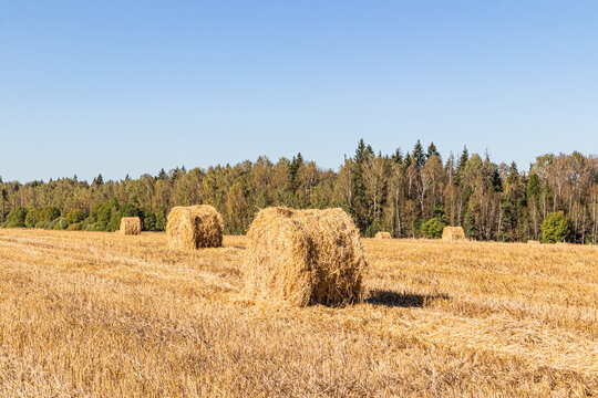 Golden straw bales in a harvested oat field with forest
