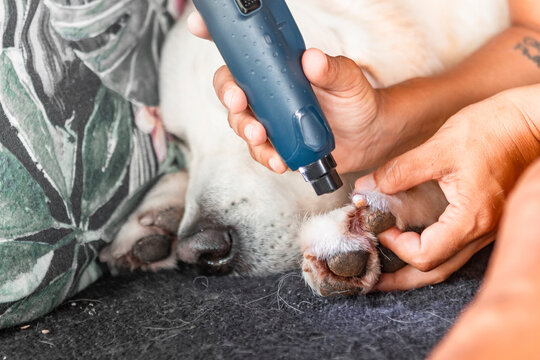 Woman trimming nails of a Golden Retriever at home