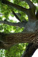 zbliżenie drzewa i kory z zielonymi liściami  © Sylwester
