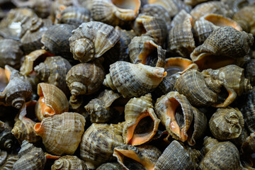 바다에서 잡은 여러개의 신선한 소라들