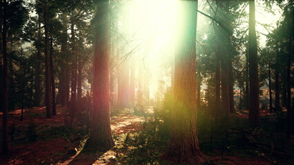 Obraz premium Sunlight streams through the canopy of tall trees, illuminating the forest floor below. A serene path leads deeper into the woods, inviting exploration and adventure.