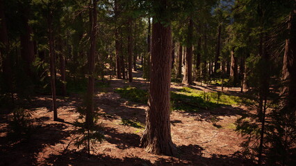 Sunlight filters through tall trees, creating a serene atmosphere in a lush forest. Vistas of green and brown beckon hikers and nature lovers to discover hidden paths and wildlife.